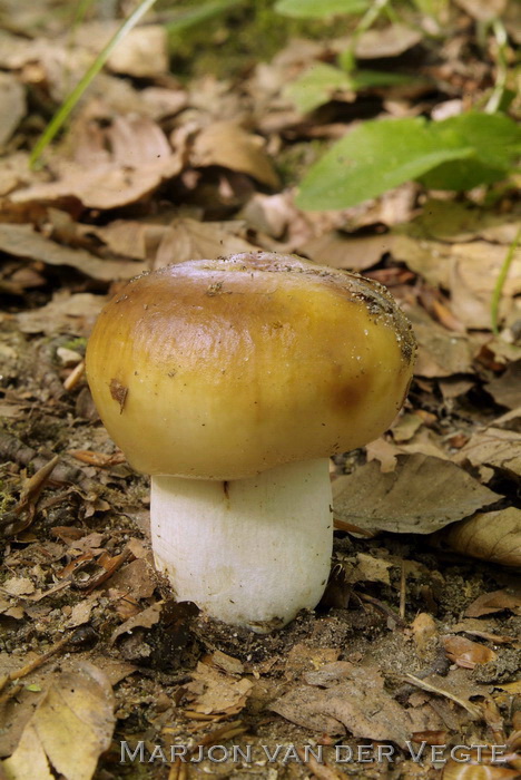 Amandelrussula - Russula grata